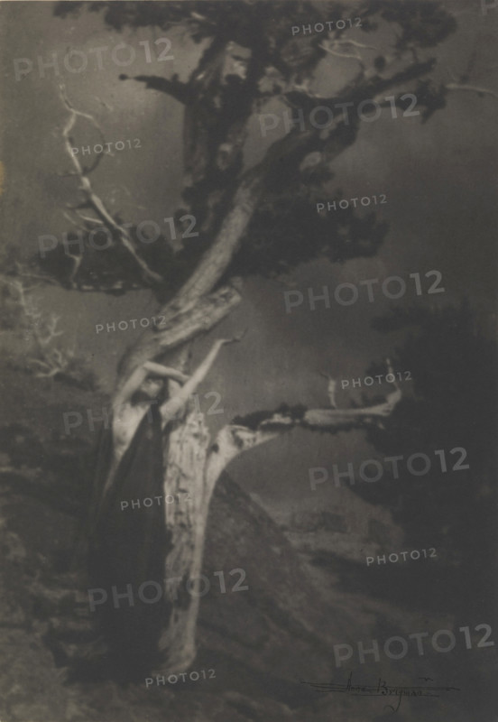 The Dying Cedar, 1908. Creator: Brigman, Anne W. (1869-1950).