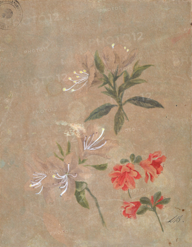 Three groups of flowers, 1886. Creator: Kiyohara, Tama (O'Tama), (Eleonora Ragusa) (1861-1939).