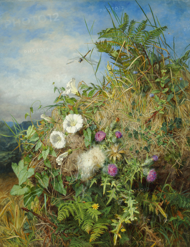 Wild flowers at the corner of a cornfield. Creator: Mutrie, Martha Darley (1824-1885).