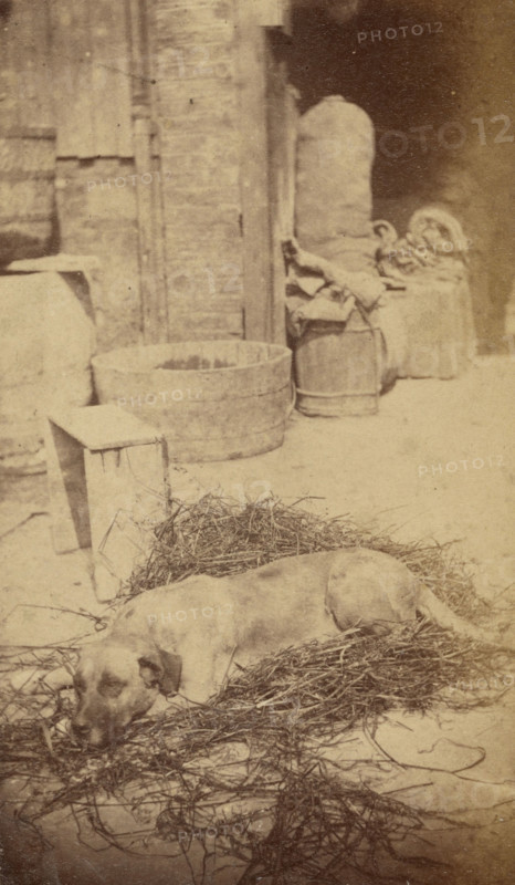 Portrait of a Dog, late 19th century. Creator: John Center.