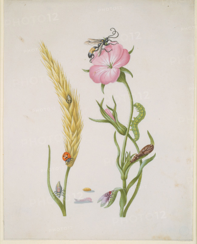Ear of wheat and Corn Cockle with Metamorphoses of the Five-Spot Ladybird and Blowfly, after 1683.  Creator: Sybilla Merian.