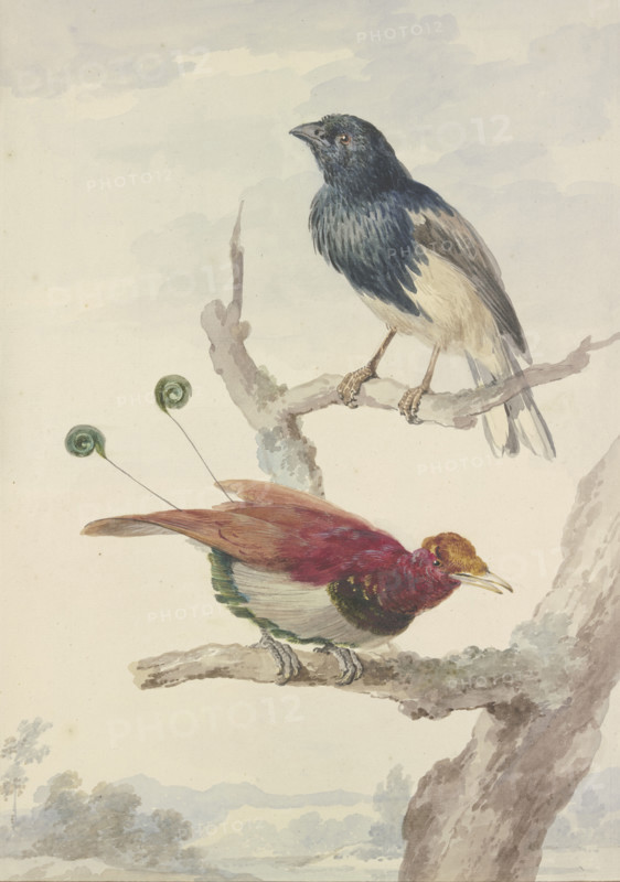 A bird of paradise and a raven, 18th century. Creator: Aert Schouman.