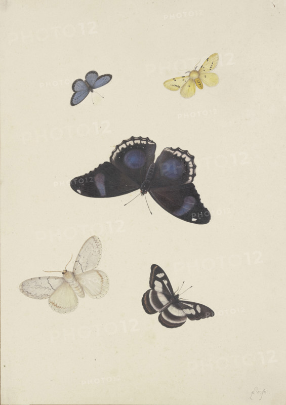 Five butterflies, 17th century. Creator: Pieter Withoos.