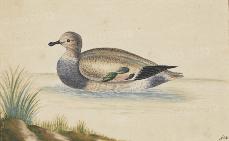 Duck swimming to the left, 17th century. Creator: Pieter Holsteyn.