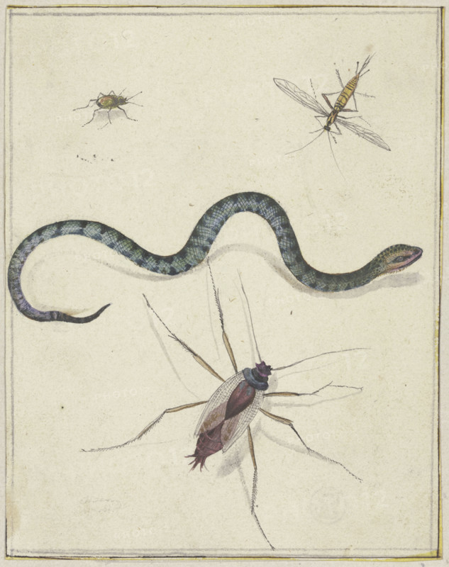 Three insects of different sizes and a snake, c1600-1629. Creator: Jacques de Gheyn II.