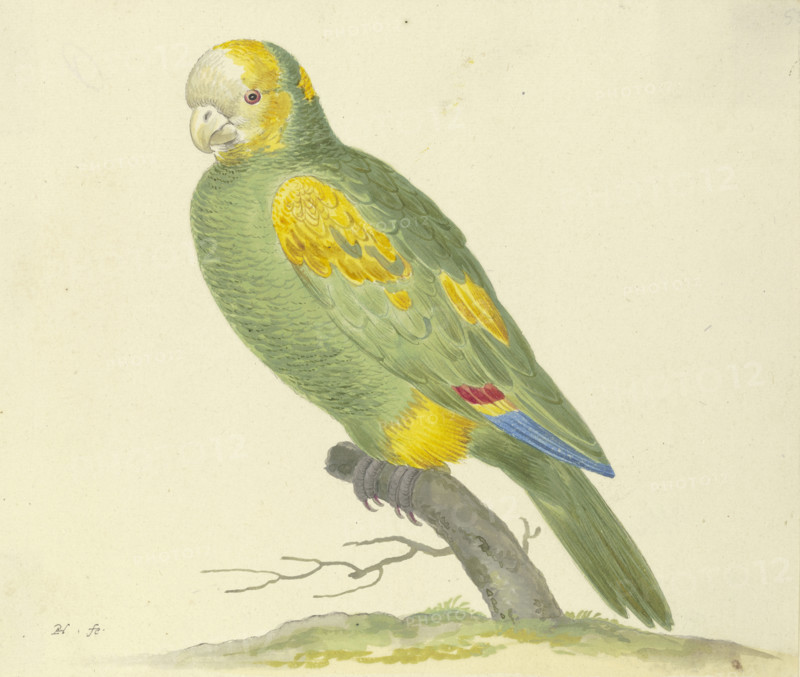 Green parrot, 17th century. Creator: Pieter Holsteyn.