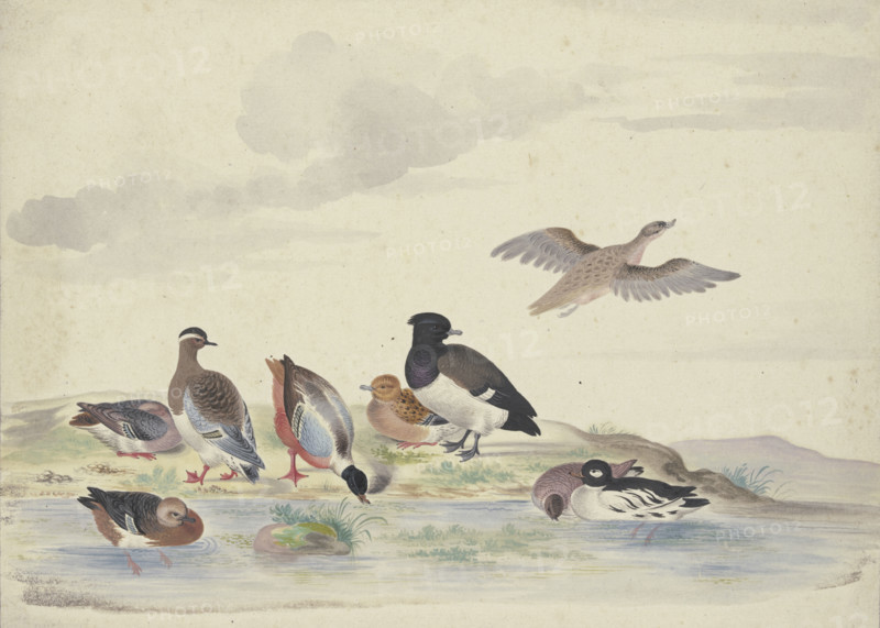 Eight ducks of various species on the water, 17th century. Creator: Pieter Holsteyn.