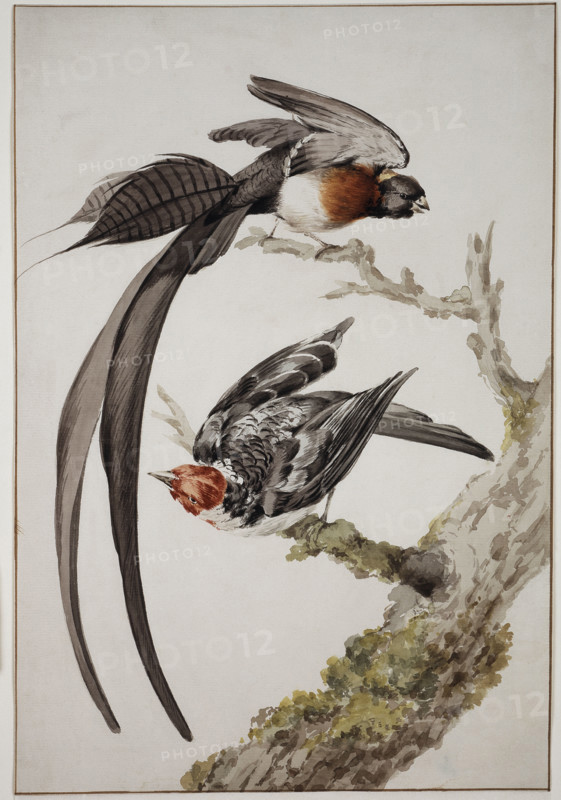 Paradise widow and sparrow bird, 18th century. Creator: Aert Schouman.