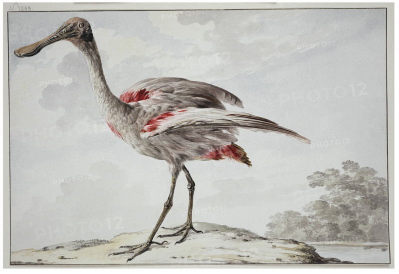 A Roseate Spoonbill (Platalea ajaja), 1760-1780. Creator: Aert Schouman.