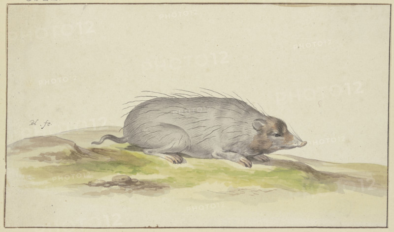 Mole facing to the right, 17th century. Creator: Pieter Holsteyn.