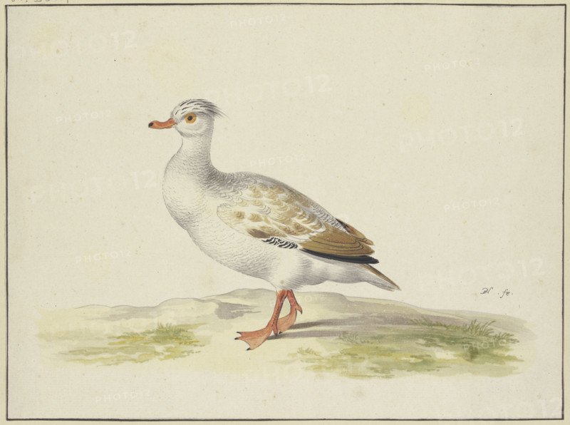 White duck with brown wings, red feet and beak, 17th century. Creator: Pieter Holsteyn.