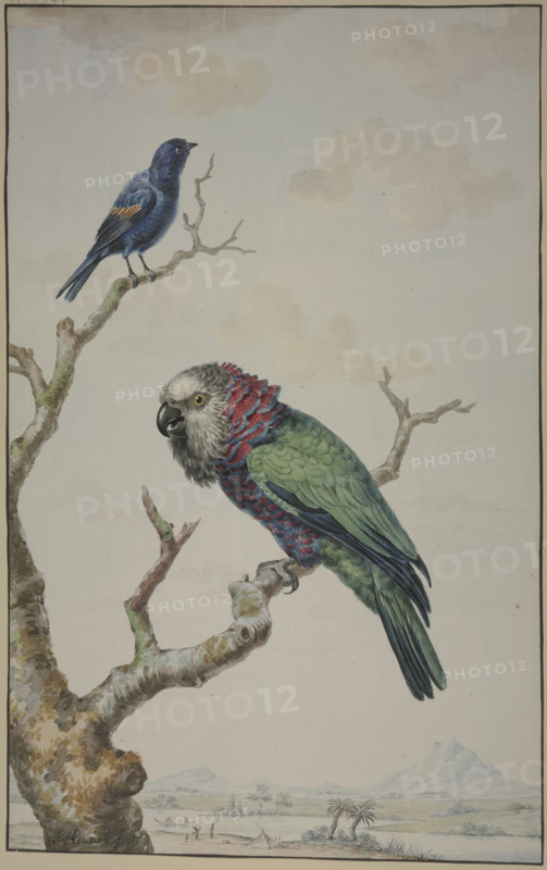 Green parrot with red ruff, and a blue raven, 1775. Creator: Jabes Heenck.