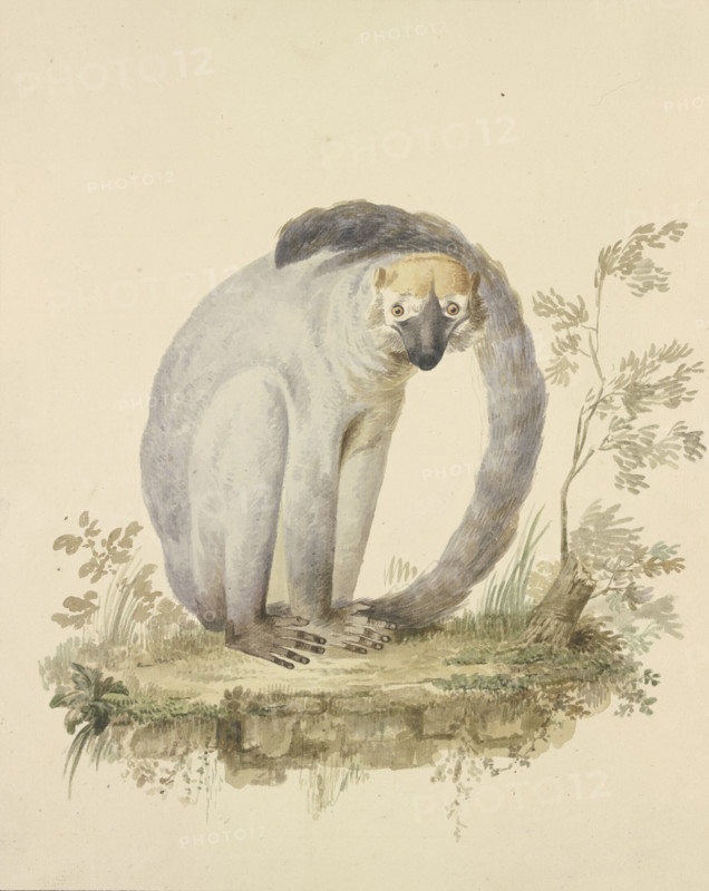 A guenon, 18th century. Creator: Tako Hajo Jelgersma.