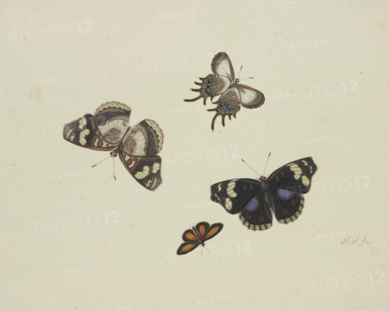 Four butterflies, 17th century. Creator: Herman Henstenburgh.