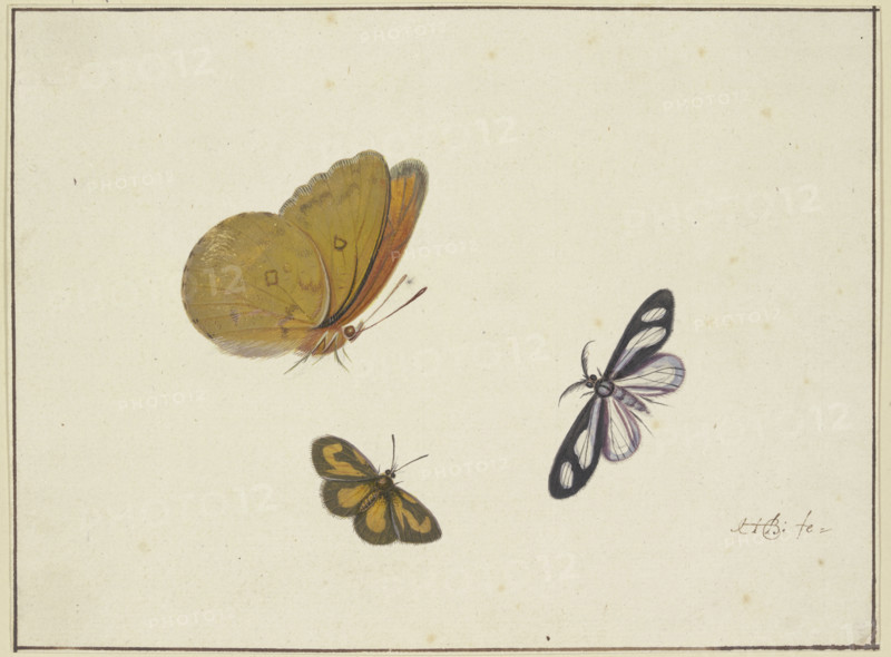 A yellow, a black-and-yellow, and a black-and-white butterfly, 17th century. Creator: Herman Henstenburgh.