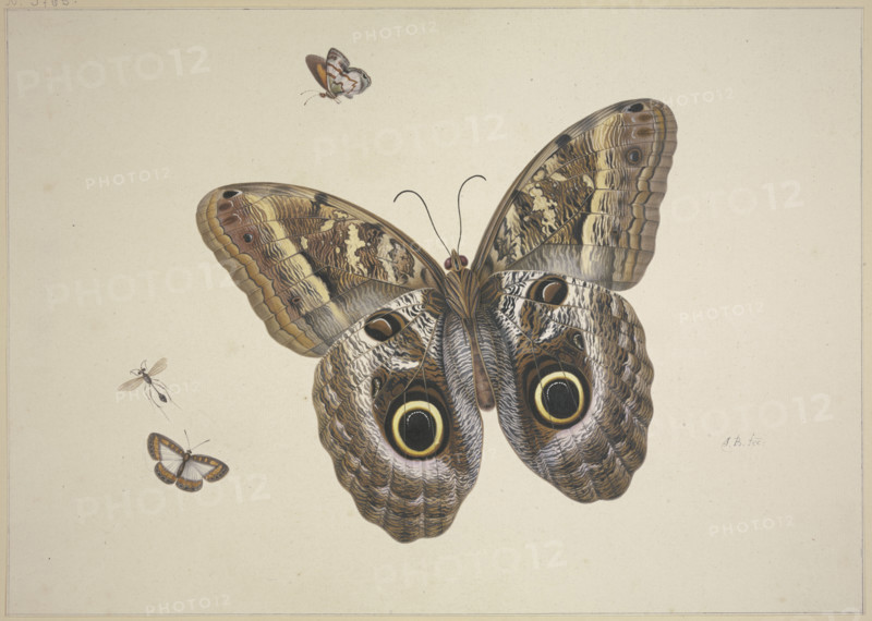 A large brown butterfly, two small ones, and an insect, 17th century. Creator: Herman Henstenburgh.