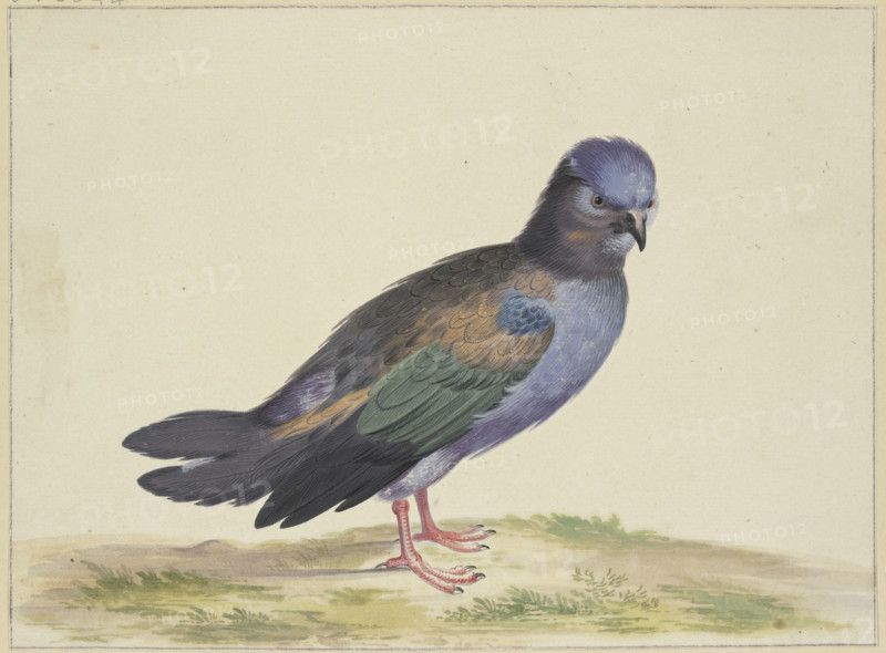 A blue dove with green and black wings, 17th century. Creator: Herman Henstenburgh.