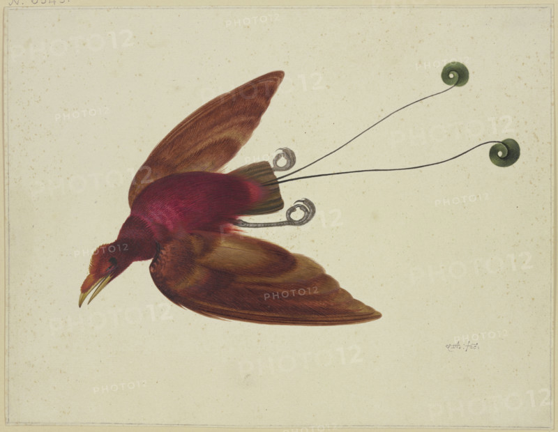 Bird of paradise in flight, 17th century. Creator: Herman Henstenburgh.