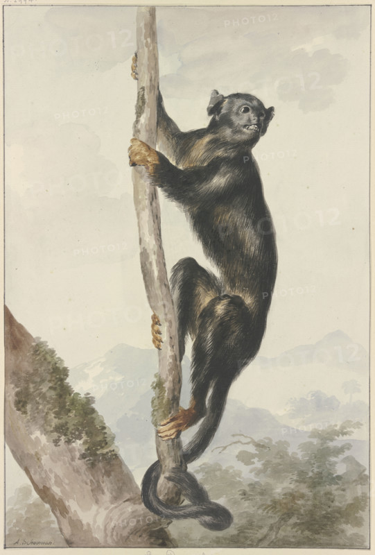 A Peruvian Spider Monkey (Ateles chamek), 1759. Creator: Aert Schouman.