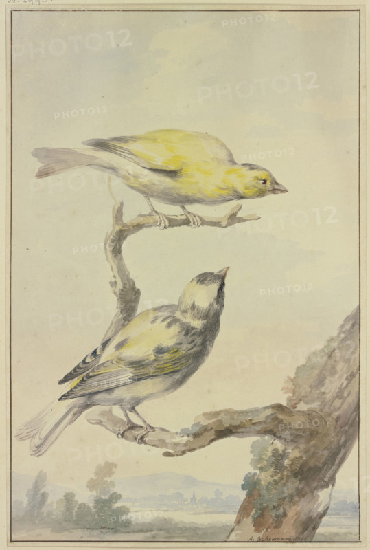 Two canaries, 1763. Creator: Aert Schouman.