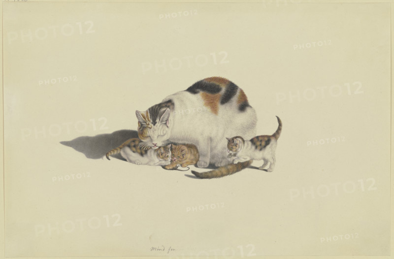 White cat, black and reddish-brown spotted, with her three kittens playing with a mouse, 18th cent. Creator: Gottfried Mind.