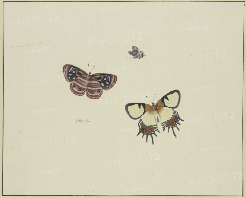 Three butterflies, late 17th century. Creator: Herman Henstenburgh.