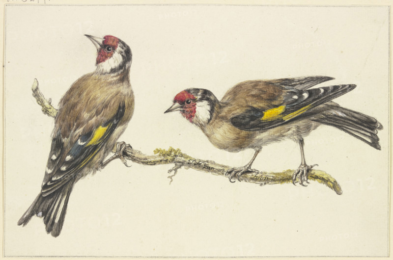 Two goldfinches, mid-late 18th century. Creator: J. H. van Loon.