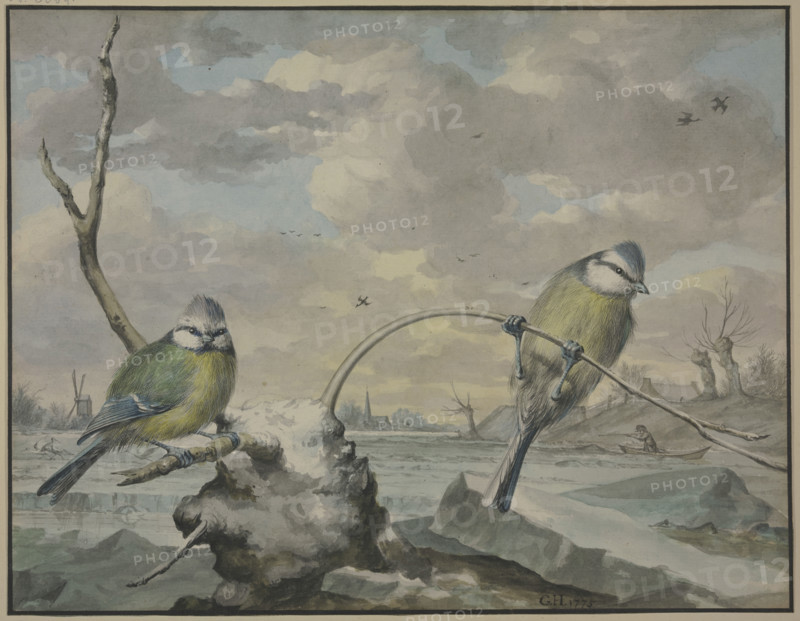 Two tits in the winter, 1775. Creator: Gijsbertus Haasbroek.