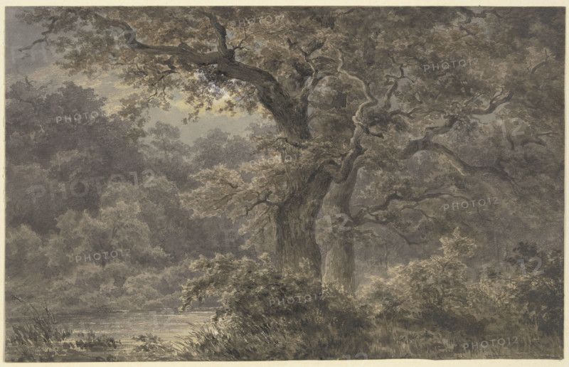 Oak trees in the forest, 19th century. Creator: Johann Wilhelm Schirmer.