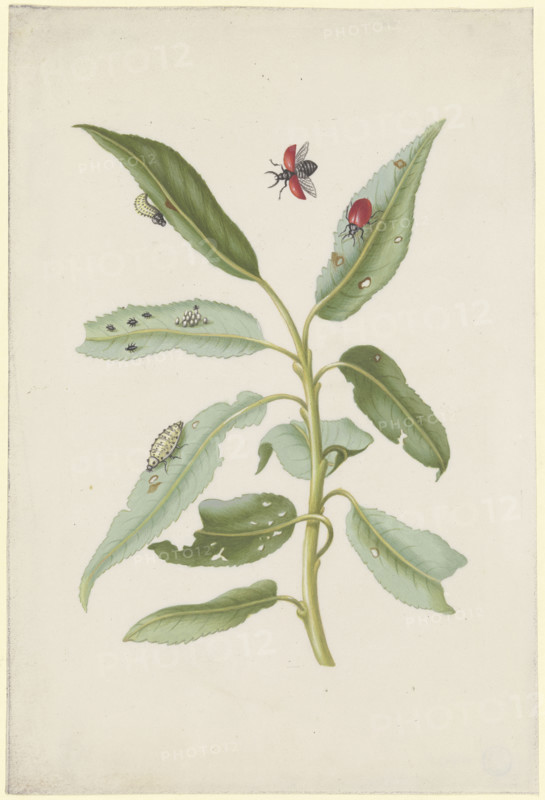 Willow leaves with poplar leaf beetles, eggs and larvae, after 1679. Creator: Sybilla Merian.