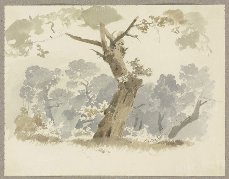 Woodland scene, a crooked tree in the foreground, c1846. Creator: Carl Theodor Reiffenstein.