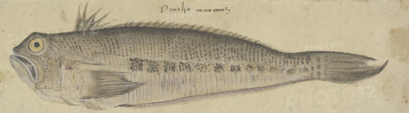 A Fish, c1500. Creator: German, 16th century;.