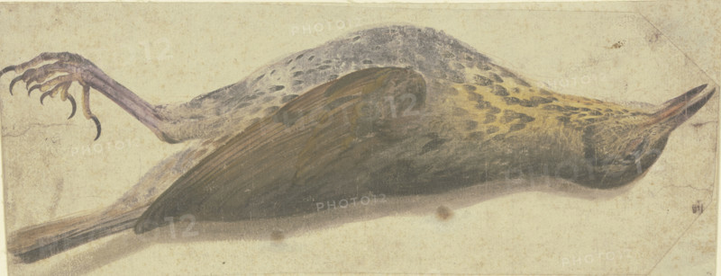 Dead thrush, 16th century. Creator: German, 16th century;.
