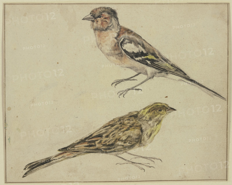 A goldfinch and a linnet, 17th century. Creator: Melchior d'Hondecoeter.