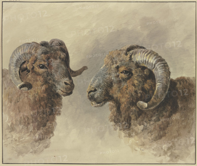 Two sheep, 18th century. Creator: Jacob van Strij.