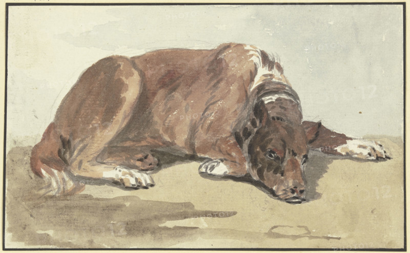 Reclining Great Dane, head on the ground, 18th century. Creator: Conrad Gesner.