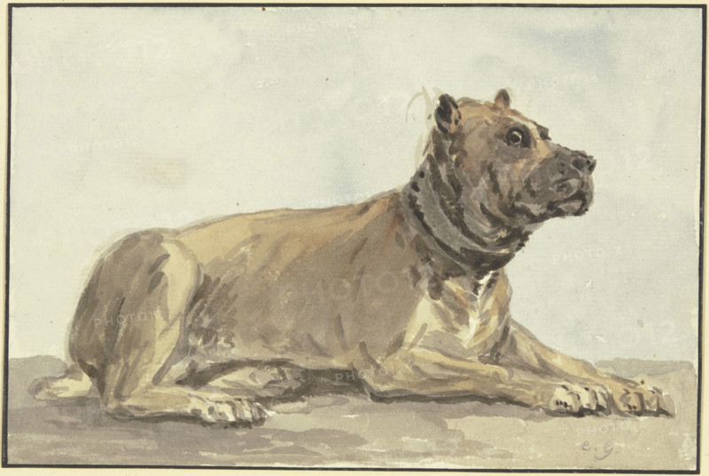 Reclining Great Dane, head raised, 18th century. Creator: Conrad Gesner.