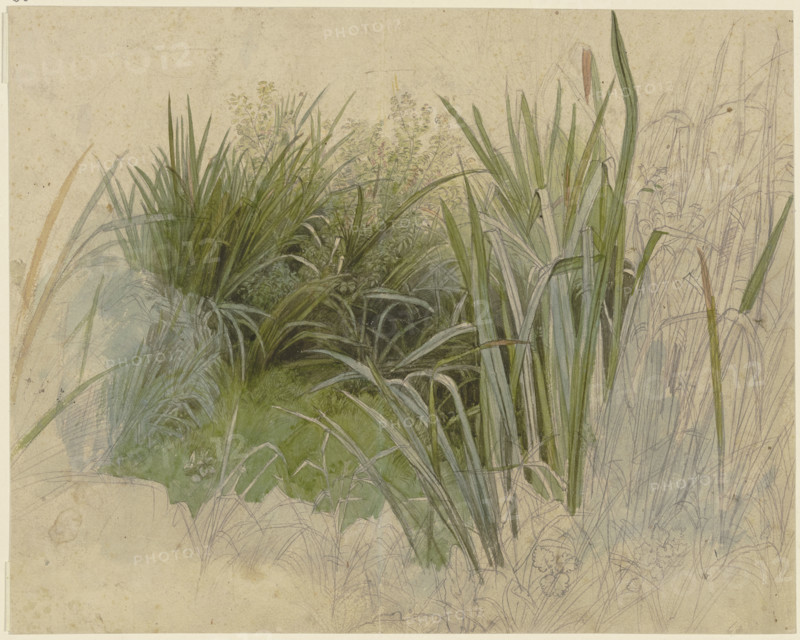 Plant study with cattails, 19th century. Creator: Peter Becker.