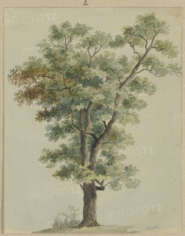 Tree, 1836. Creator: Carl Theodor Reiffenstein.