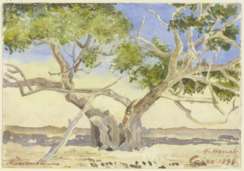 Mary’s tree near Cairo, 1898. Creator: Fritz Hauck.