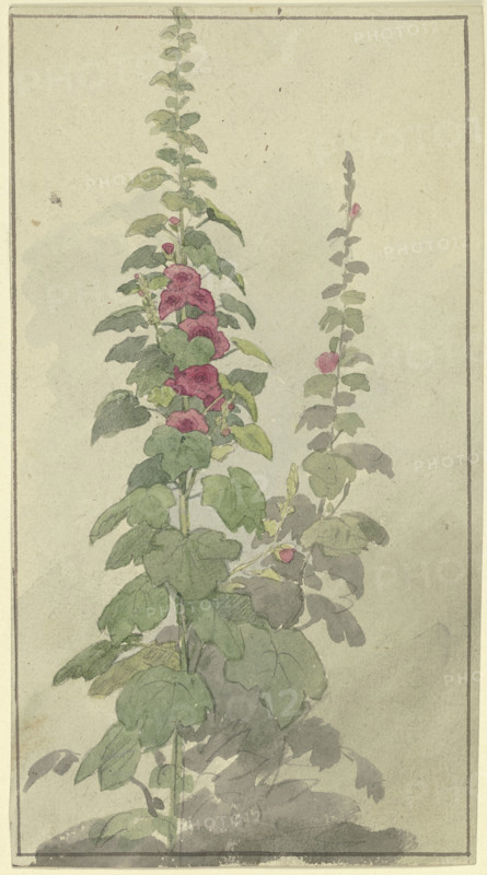 Rosellas, 19th century. Creator: Jakob Becker.