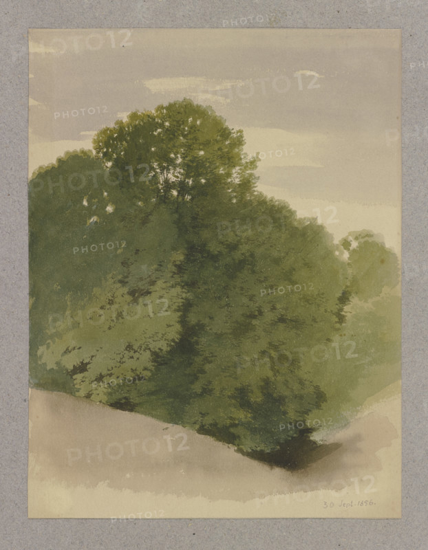 Thicket, 1856. Creator: Carl Theodor Reiffenstein.