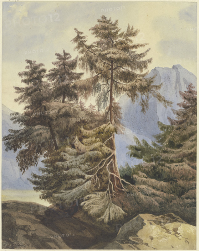Three fir trees in the mountains, 1833. Creator: Ludwig Daniel Philipp Schmidt.