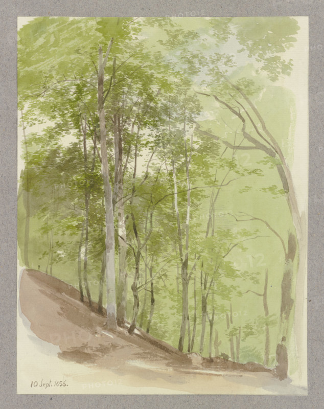 Wooded slope, a wild boar in the middle ground, 1856. Creator: Carl Theodor Reiffenstein.