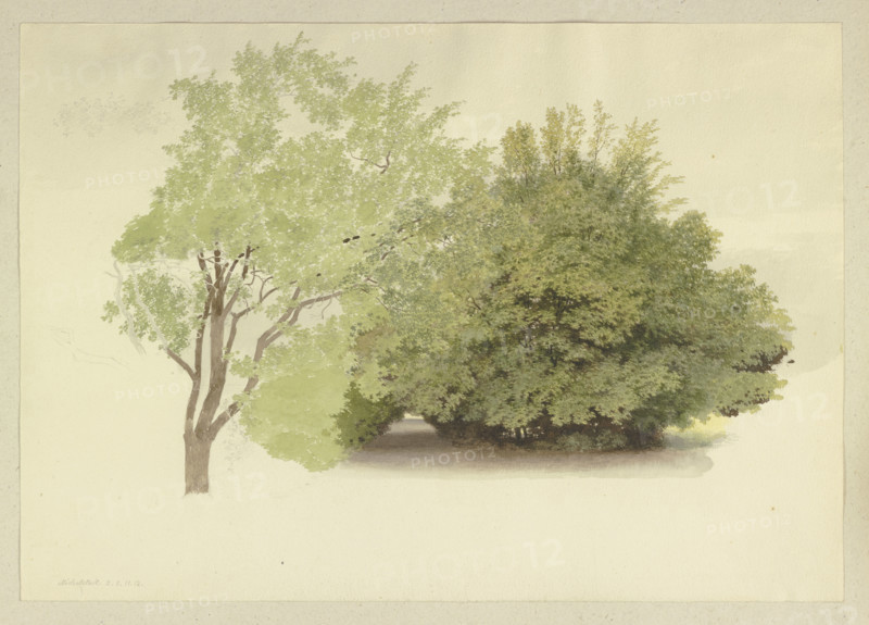 On the left, a tree; on the right, tall shrubbery, 1875. Creator: Carl Theodor Reiffenstein.