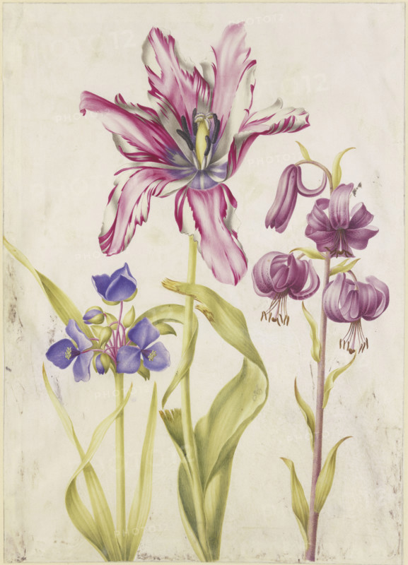 Tradescantia, tulip, Turk's cap lily, 17th century. Creator: N Robb.