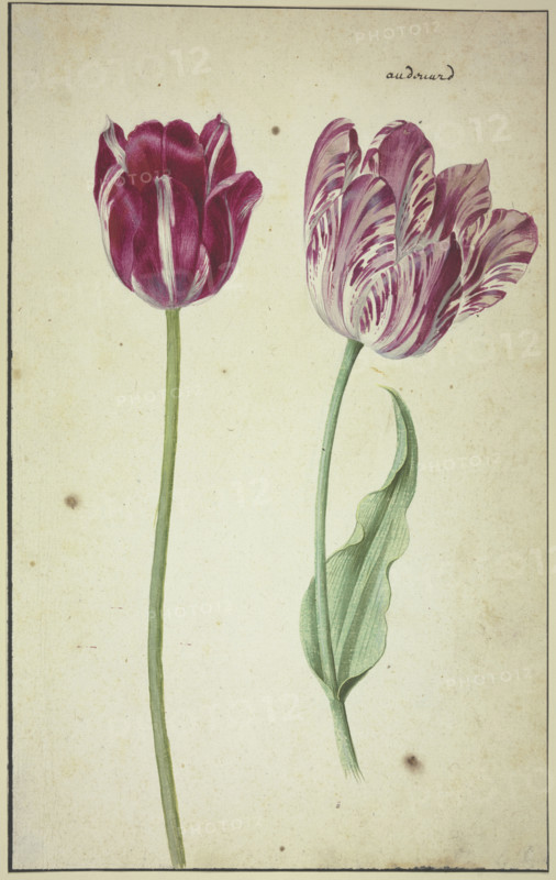 Two tulips, 17th century. Creator: Unknown.