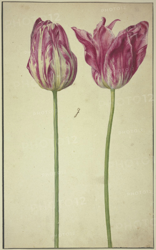 Two tulips, 17th century. Creator: Unknown.
