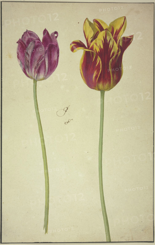 Two tulips, 17th century. Creator: Unknown.
