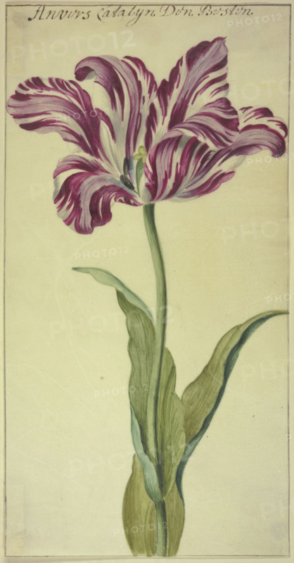 A tulip, 17th century. Creator: Unknown.
